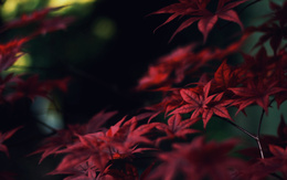 3d обои Осенняя ветка с красивыми листьями  макро