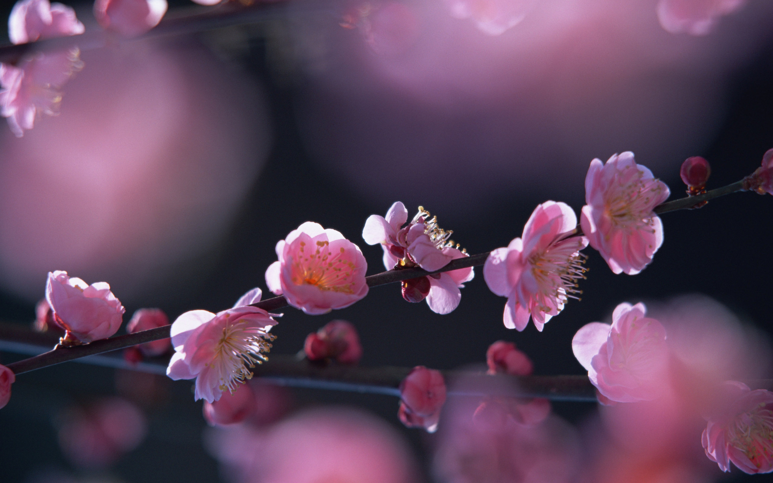 3d обои Розовые цветы вишни  макро # 52093