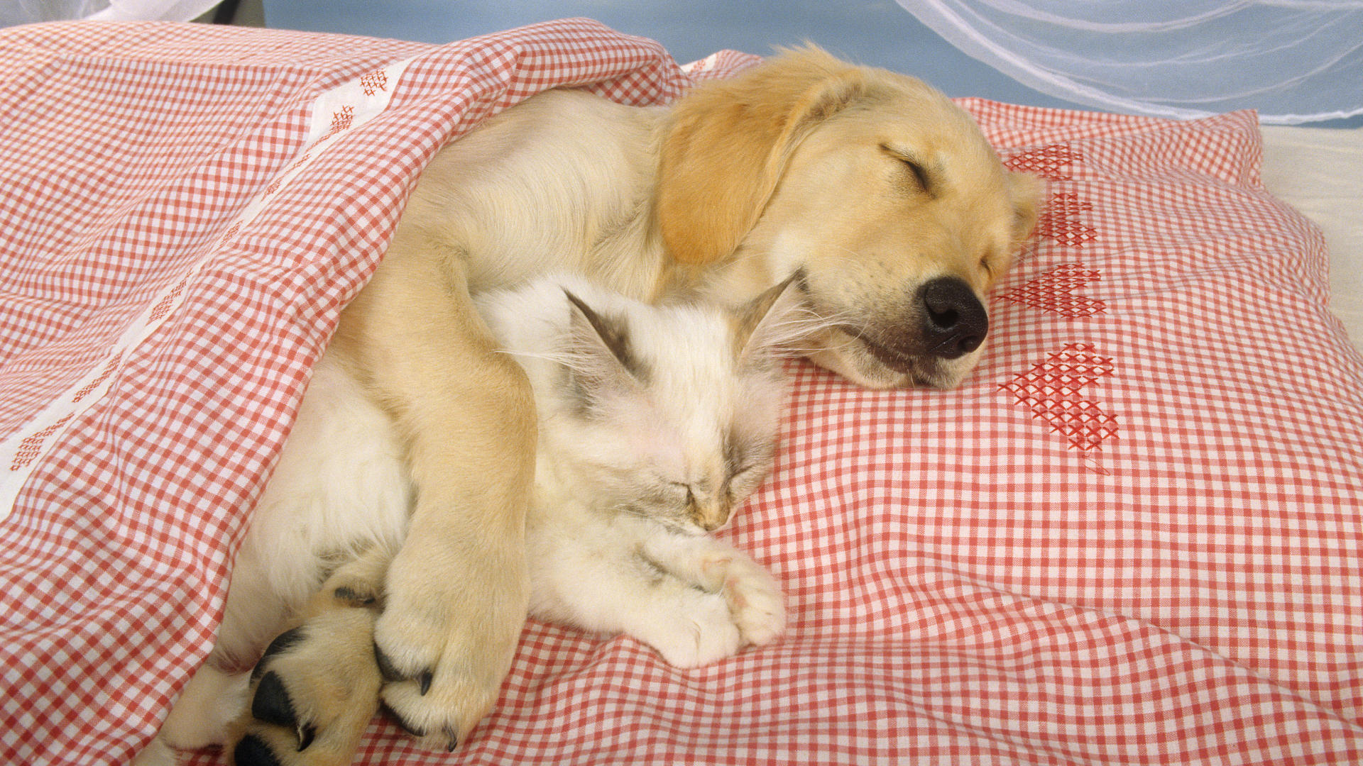 3d обои Лабрадор спит в обнимку с белым котенком  смешные # 80133
