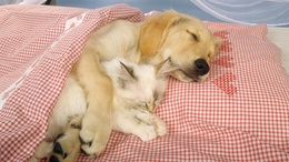 3d обои Лабрадор спит в обнимку с белым котенком  любовь