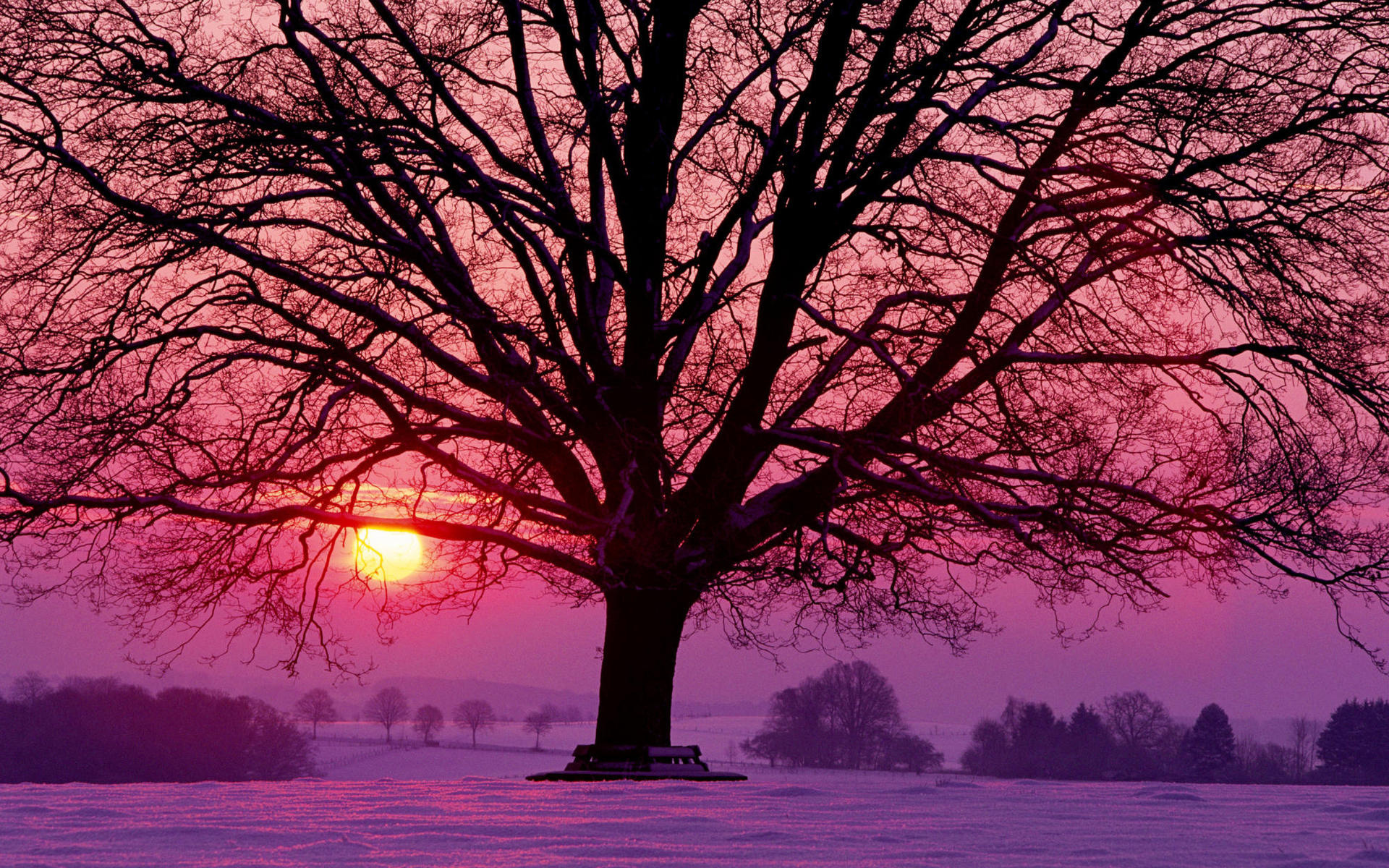 3d обои Дерево на фоне заката  зима # 40710