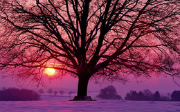 3d обои Дерево на фоне заката  зима