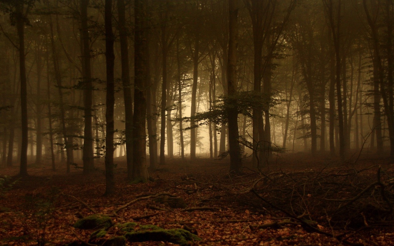 3d обои Лес в тумане  деревья # 31801