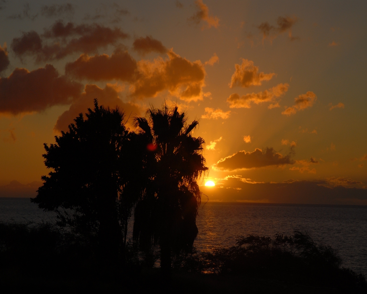 3d обои Восход солнца, очевидно, где-то в тропиках, так как видны большущие пальмы  1280х1024 # 1489