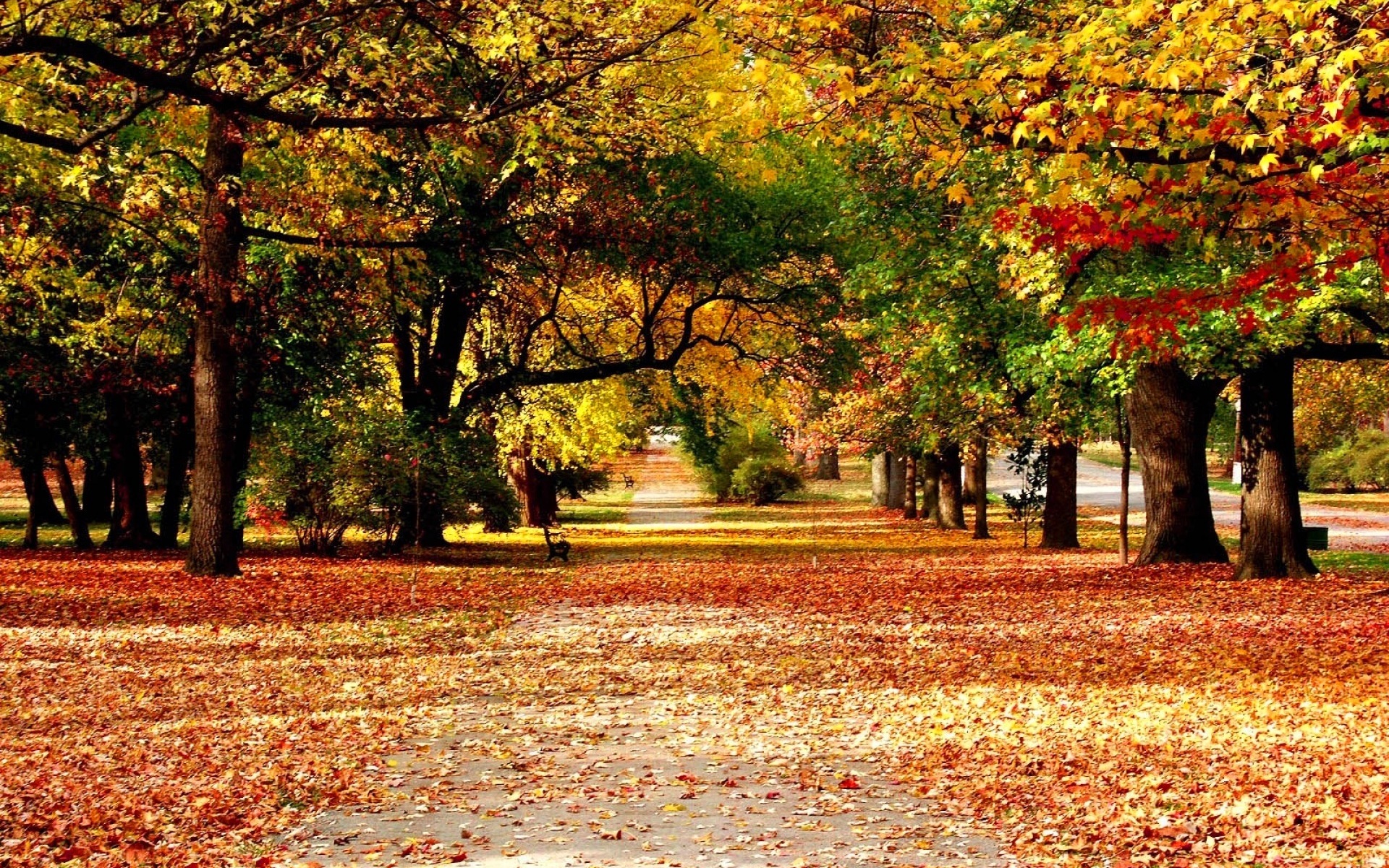 3d обои Осенний парк  листья # 50672