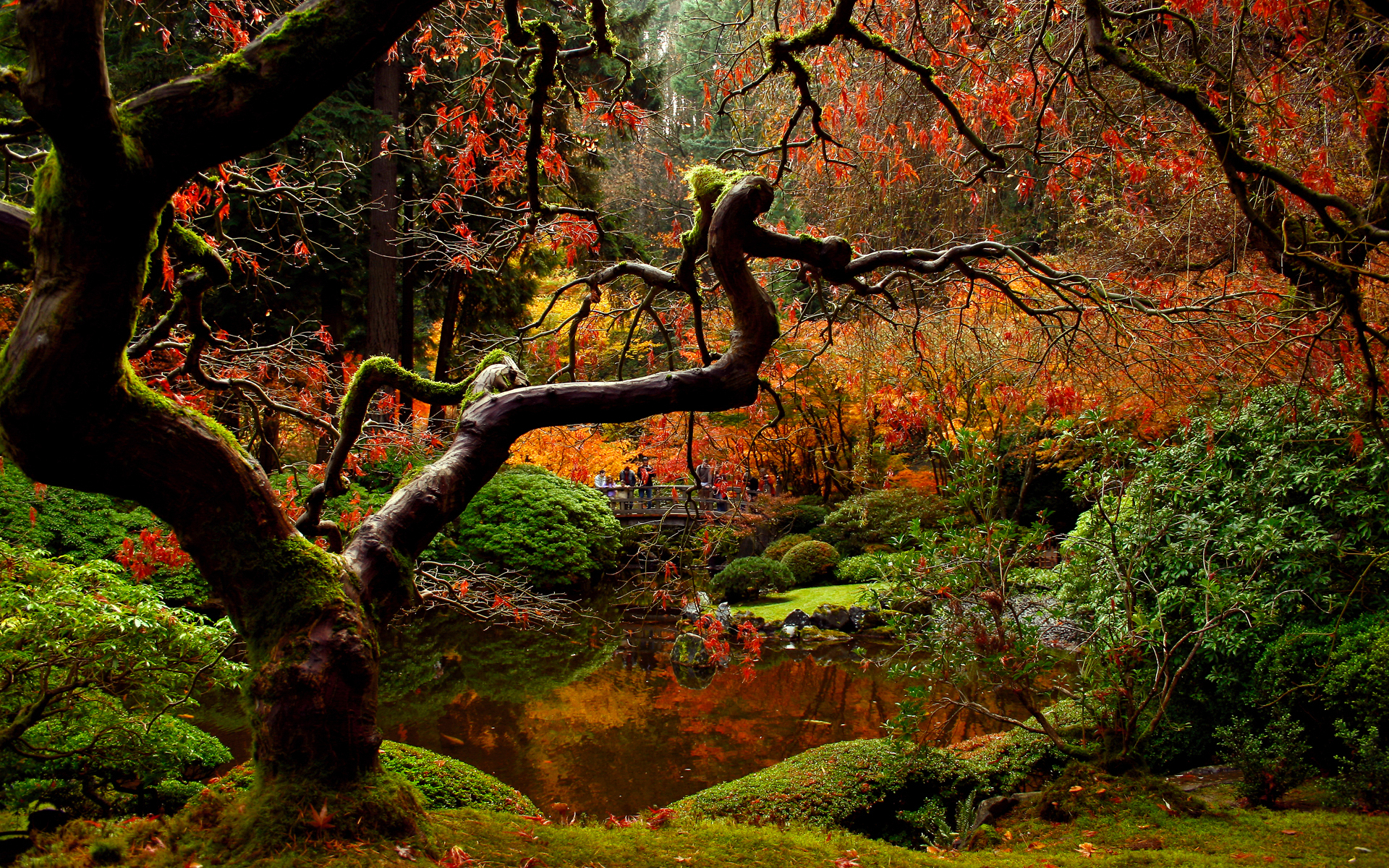 3d обои Осенний японский сад  вода # 21206