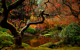 3d обои Осенний японский сад  листья