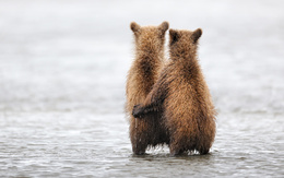 3d обои Обнимающиеся мишки стоят в воде  медведи