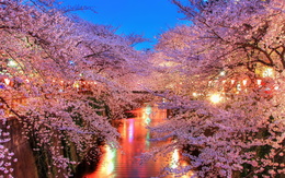 3d обои Деревья цветущей сакуры над  рекой  деревья