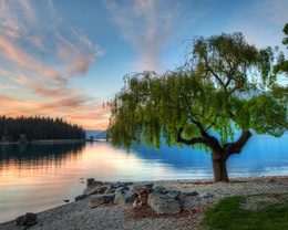 3d обои Цветущее дерево на каменистом берегу озера  лес