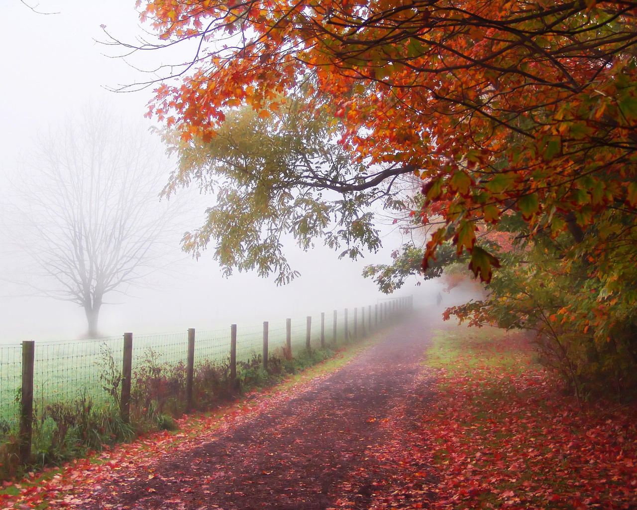 3d обои Дорога туманным утром через осенний лес  листья # 50660