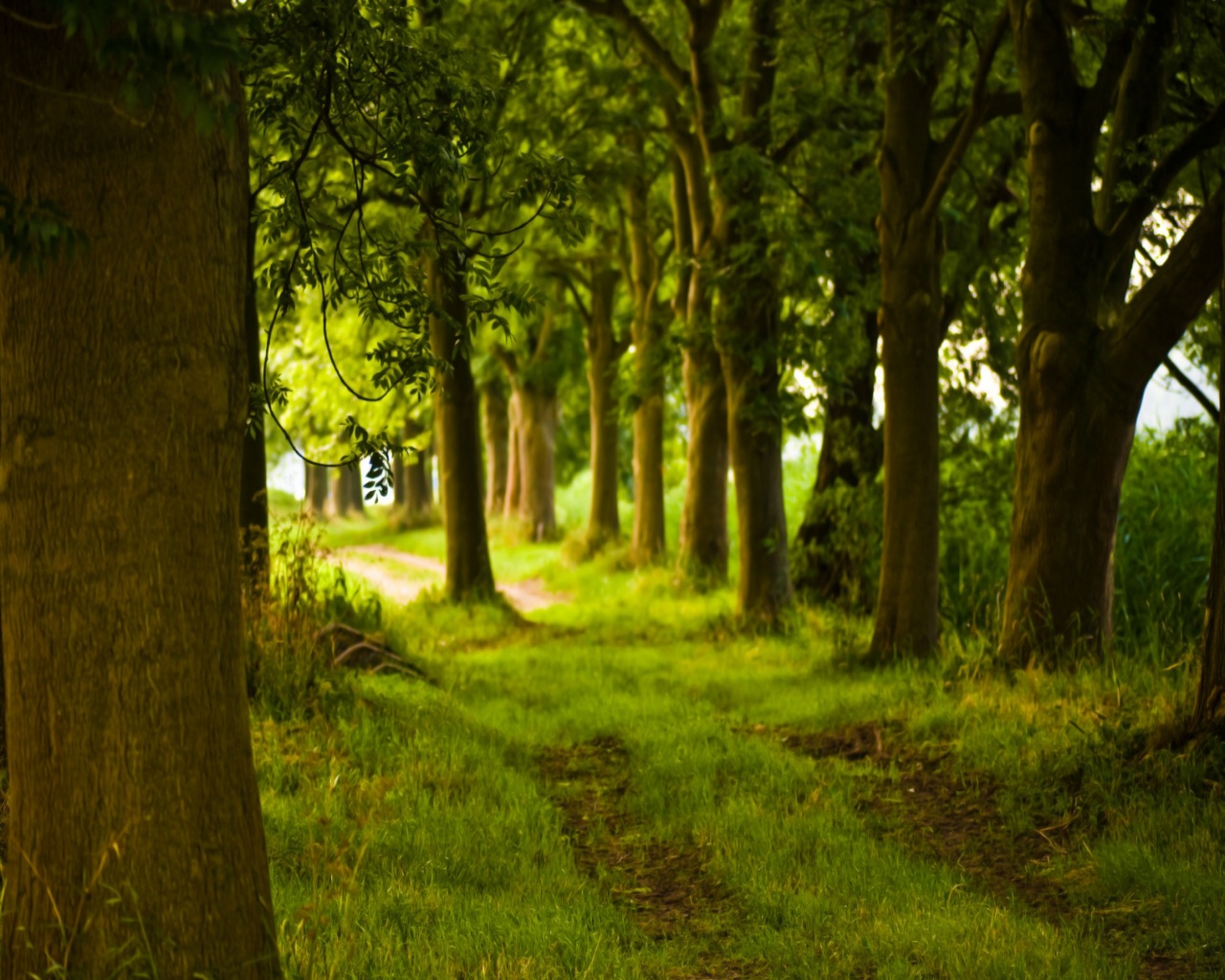 3d обои Лесная дорожка рядом с деревьями  лес # 49199