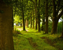 3d обои Лесная дорожка рядом с деревьями  лес