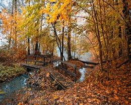 3d обои Деревянный мостик через осенний лес  лес